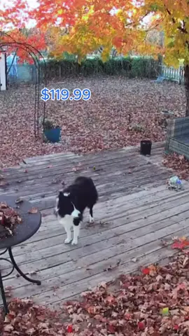 Record Your Dog's Day # Monitoring Cameras