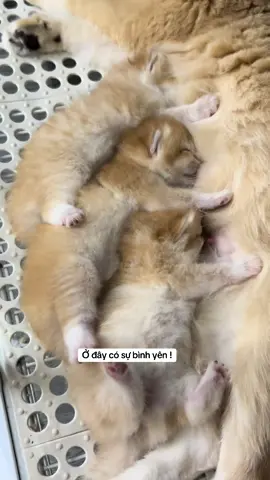 Sao có thể cưng vậy nhỉ 😘 #xuhuong #meogolden #MèoTênMỡ #meodethuong #catlover ##meoanhlongngan##meocam#m#mèo