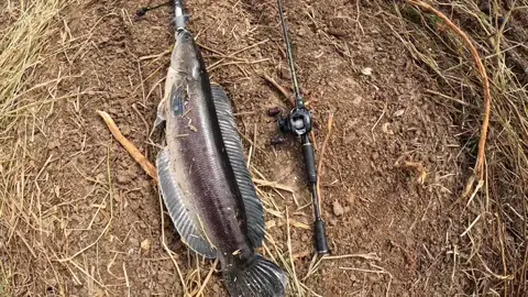 แก้แค้นสำเร็จแล้ว เดือดๆเลยครับตัวนี้🔥🎣 #ตกปลา #ตกปลาธรรมชาติ #น้าแฝดฟิชชิ่ง #ตกปลาเพชรบูรณ์ #เหยื่อยางเชดเข้ #ตกปลาชะโด #ปลาชะโด 