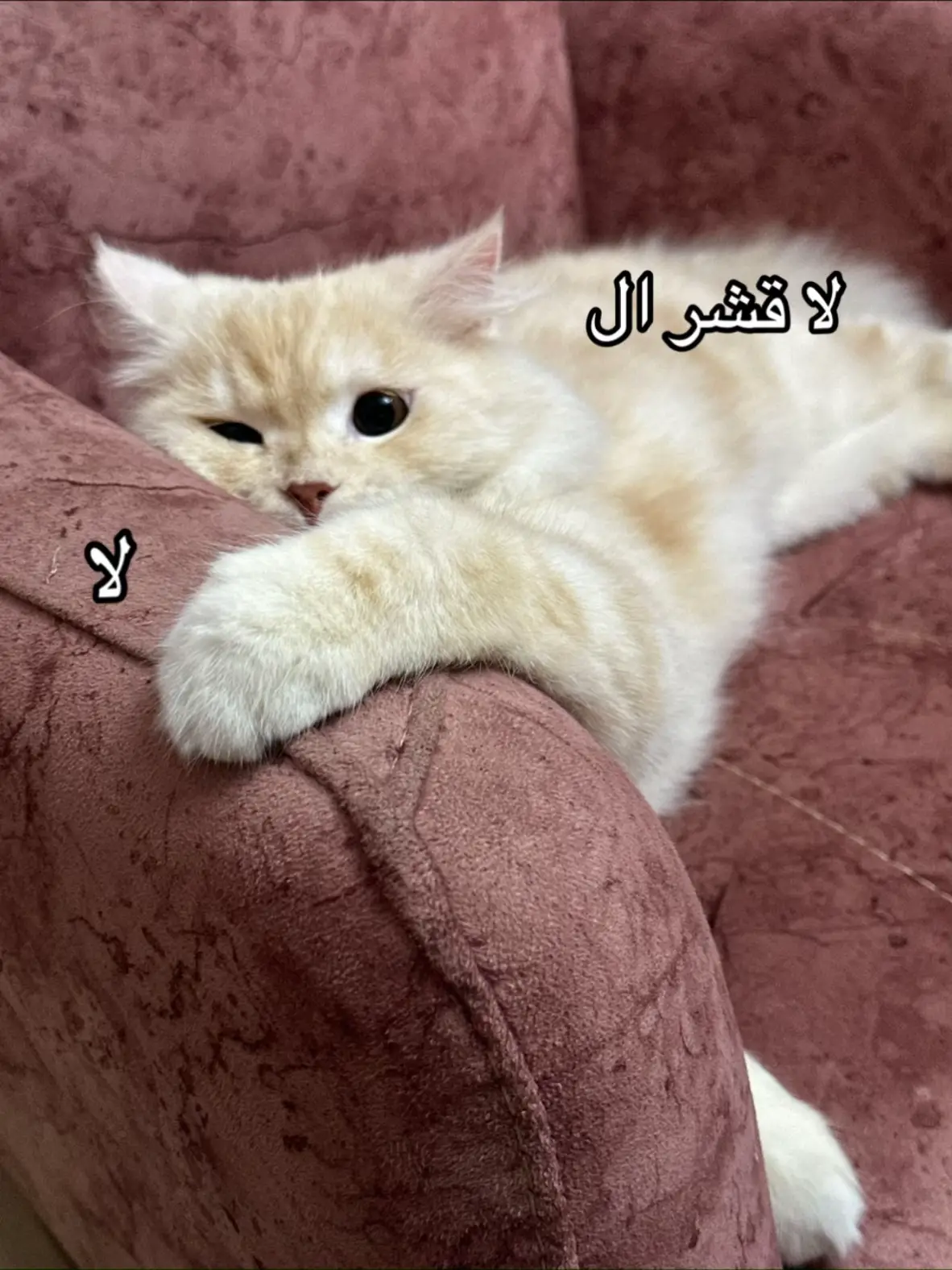 #cat #catsoftiktok #catlover #catlovers #fyp #fyppppppppppppppppppppppp #الشعب_الصيني_ماله_حل😂😂 #explore 