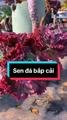 Sen đá bắp cải siêu khoẻ #senda #sendaxuantho #nongtraisenda 