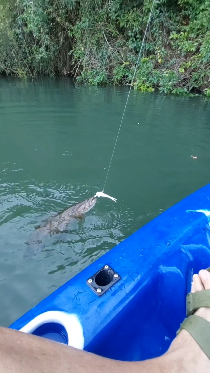 Skipping e peixe na linha! Pra quem acha que o skipping não pega peixe, está aí a resposta 🤣. #skipping  #traira  #peixe  #pescandopeixe  #pescaria  #pesca  #fishing  #baitcaster  #sportfishing 