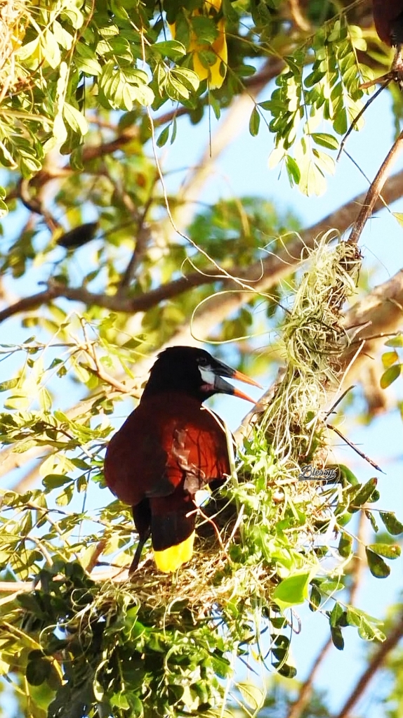 Sarang Montezuma mirip buah-buahan #montezumabird  #birds  #fyppppppppppppppppppppppp 