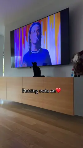 Osamacat #fyp #osamason #cat #raptok