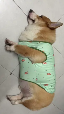 tiếng ngáy chấn động địa cầu 😱😱😱 #dogs #fyp #xuhuong #thucung #corgi #funny #sleep 