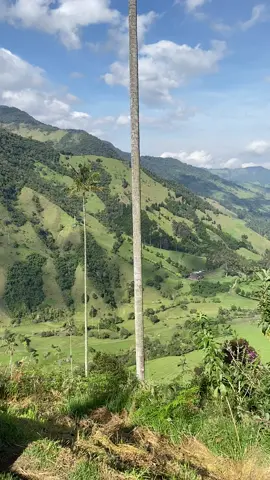 Tallest palm tree on earth #colombia #cocoravalley #coffee #solotraveler #landscape #ejecafeterocolombia 
