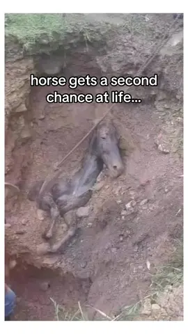 Save that pony! #horsesoftiktok 