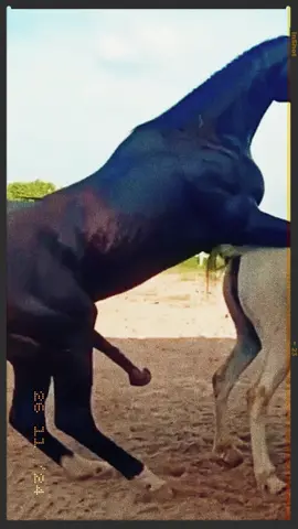 #farm #horse #cowboy #texas 