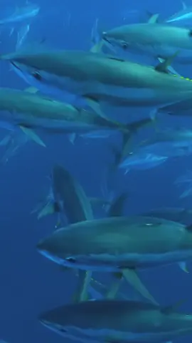 This was my first 10 seconds underwater with bluefin tuna, back in 2020.  Diving backwards off the rib, negative entry, you open your eyes, and hundreds of bluefin are coming up to meet you 🤯 One of many insane encounters in the Mediterranean with this species, while on expedition with Save The Med.  Looking forward to being back next summer 🙏🏼🐟 #mediterranean #tuna 