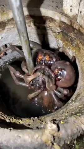 10 Mutant Creatures Caught in London Sewer 😱😲#strangecreature #mutant #viral #follow #fyp #shorts #ai #reels #reels #london #sewer #trending 