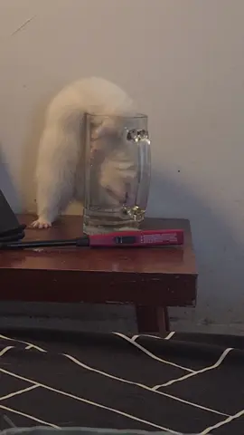 #ferretsoftiktok 
