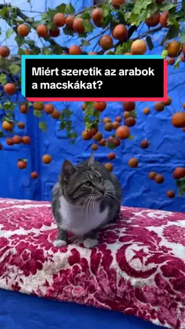 Miért szeretik az arabok a macskákat? 🐈🧕🏻 #macska #utazás #érdekesség #szombatiorsi #nekedbe #magyar 
