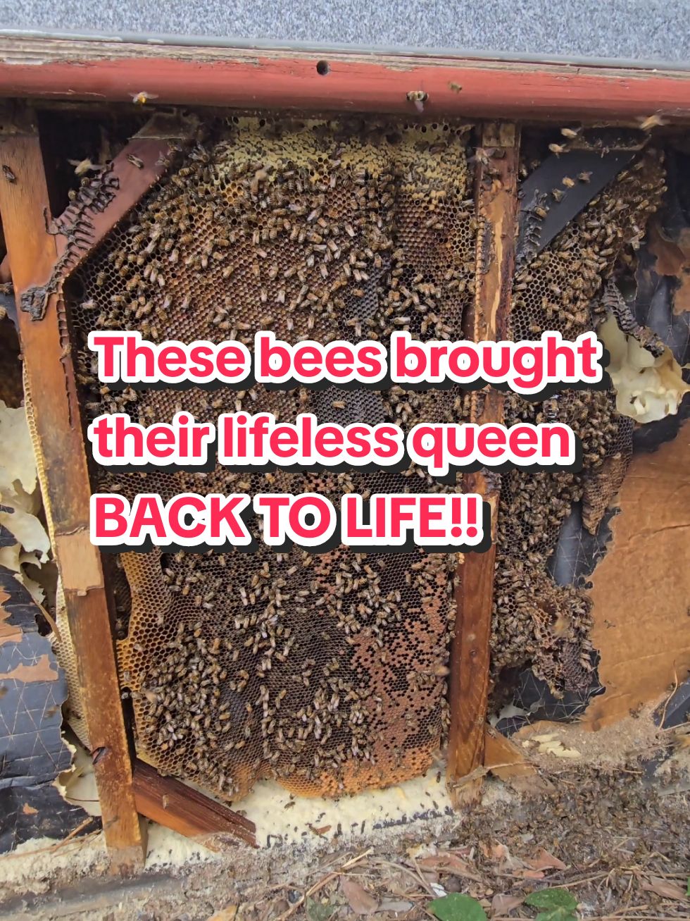 These bees brought their lifeless queen BACK TO LIFE!! #amazing #animals #queen #bee #rescue #nature 