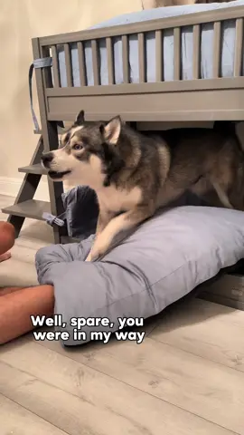 Who knew some dogs preferred the top bunk? 🤷🏼‍♀️ #dogsoftiktok #dogsoftiktokviral #husky #huskies #dogs #dog #funny 