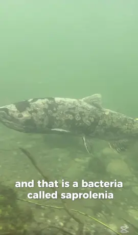 The truth about zombie salmon  Proper fish handling is crucial. Lets keep fish wet #fyp #fish #fishing #bacteria #salmon 