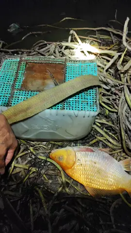 hôm nay lên ruộng lụm được xì bo #x #kichca #xyzabc 