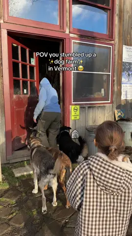 HEAVEN IS A PLACE ON EARTH 😭😭🫶🏼🫶🏼🐶🐶 #dogfarm #vermont #doglife 