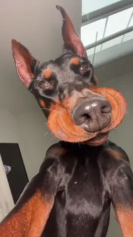 Loosey lips #dogasmr 