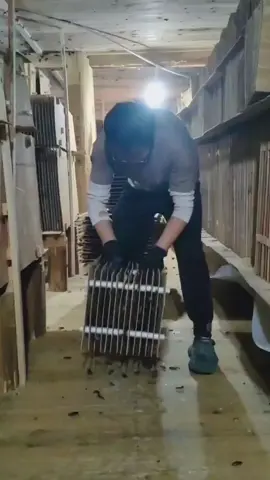 En China, se crían millones de cucarachas, principalmente la especie Periplaneta americana, para su uso en la medicina tradicional y en cosméticos. #cucarachas #china #viral_video #adn40