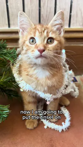 My very own christmas tree 🎄 #cat #animals #cute 