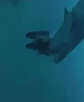 Monster Tiger bites Diver off Maldives! A diver wearing a brightly coloured novelty hood is reported to have been bitten on the back of the head by a tiger shark at a popular Maldives dive-site. The diver is reported to have required more than 40 stitches to the wound but their condition is unknown.  The incident occurred on 15 November at the site known as Shark Tank at the reclaimed island of Hulhumale near the capital Male. The group of tourists were not diving with one of the local dive-centres that offer diving at the location, and are thought to have arrived on a speedboat from the tourism island of Maafushi in Kaafu Atoll to the south.  Feeding sharks in the area is prohibited, and violations of this ban have led to multiple incidents of divers being bitten.  Info: www.divernet.com 🎥 @jampress #fishing #fish #fishinglife #bluewater #nature  #fishingislife #angler #fisherman #fishingtrip #boat #fishingaddict #bigfish  #saltwaterfishing #fishingdaily #fishon #sea #aclassic #diehard #diehardfisho #fishingaustralia 