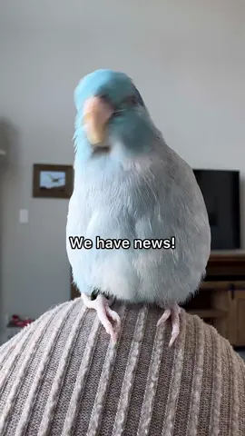 Talon adopted a little brother! #talon #marley #parrotlet #conure #bird #parrot #rescue 