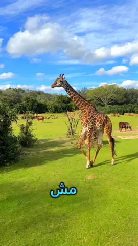 صوت الزرافة😱 #funny #learn #fyp #viral #giraffe 
