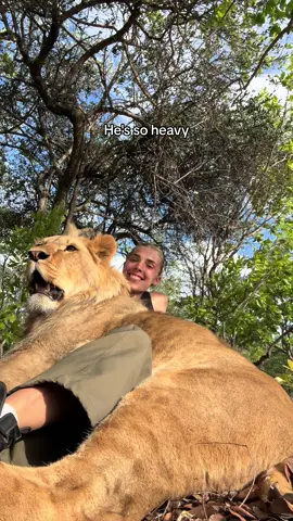 #animalsoftiktok #gorilla #mukbangs #fyp #mukbangs #fyp #foryou #foru #foruyou #instagram #lionking #lion #viral #lionelmessi #foryoupage❤️❤️ #lionkingchallenge #babyanimals #foryoupage❤️❤️ #foruoupage #cute #gorillatag #for #lions 