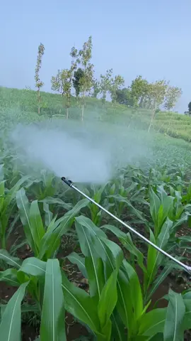 #petaniindonesia🇮🇩🇮🇩🇮🇩🌿🌿 #petanimudaindonesia🇮🇩 #knapsacksprayer #petanijagung🌽 #jagungbalap🌽 #petanimilenial #petanimuda #npk #pupuk #sygenta #999 #insektisida #fungisida #fypシ゚ #jawatengah🔥🔥🔥🔥 