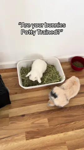 Our little jet-set bunnies were amazing on this trip! We left home at 5:30 AM, and they held it for over four hours—such potty-training pros! As soon as we grabbed some disposable litter boxes from Petco and got them settled, both hopped right in and took care of business like champs.