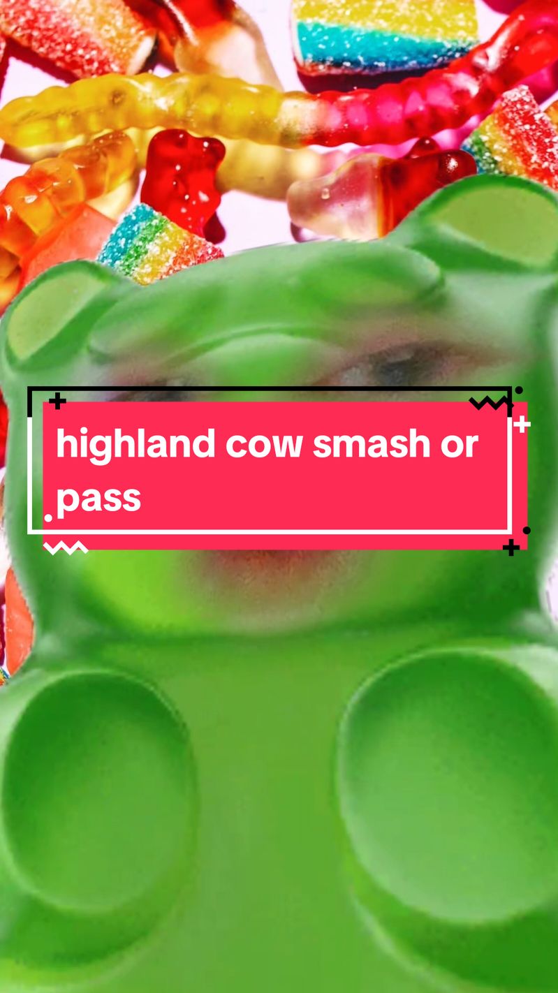 tell me I'm wrong tell me he doesn't look like an old man #highlandcow 