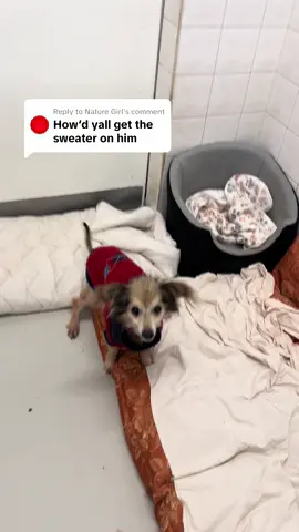 Replying to @Nature Girl GRWM little Nuggets eddition 🥰 #seniordog #rescuedog #sweaterweather 