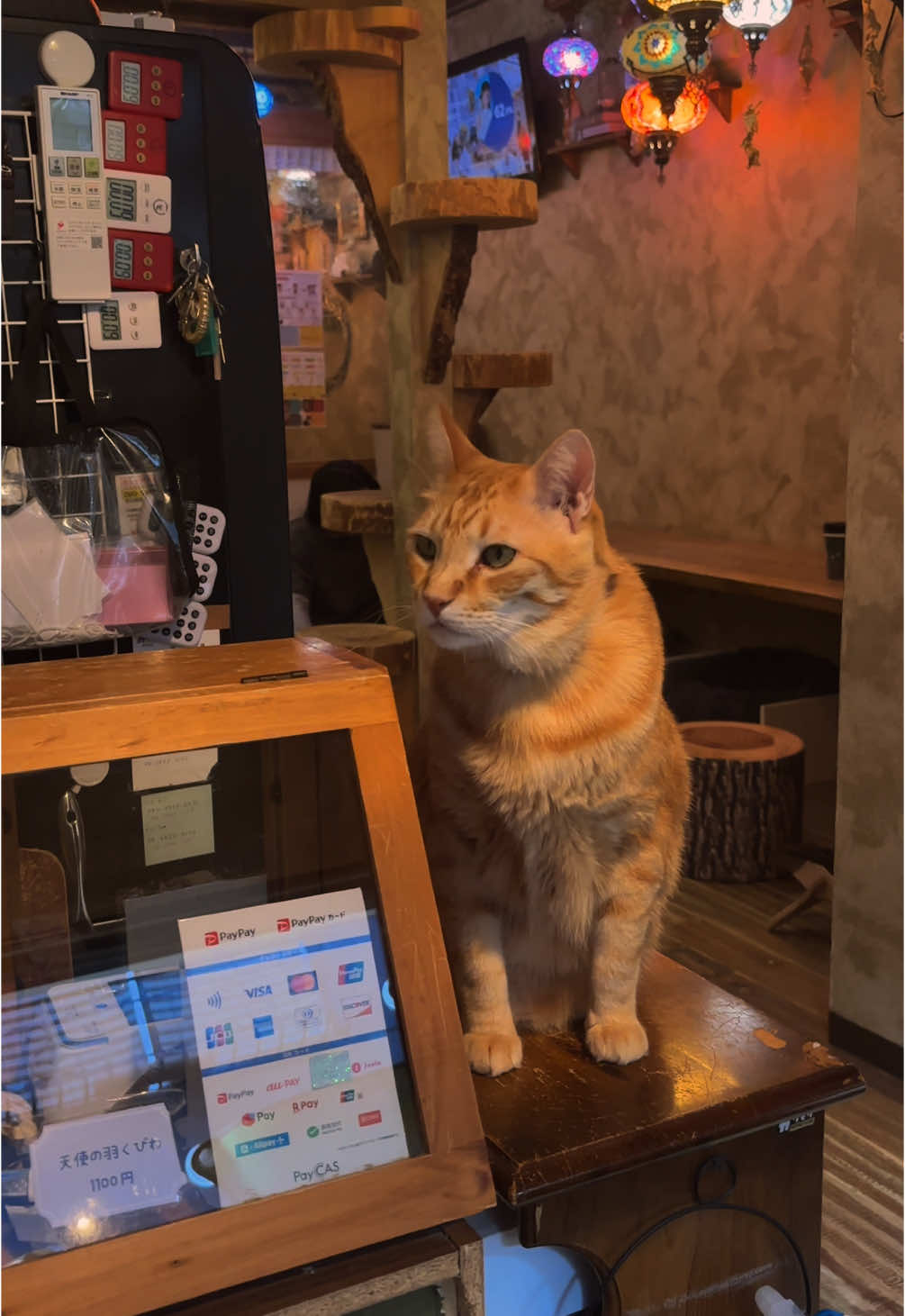 cutest cat cafe in osaka 📍 cafe uriel #cats #catcafe #japan #osaka #osakajapan #catcafejapan 