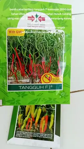 tangguh f1 #tangguhf1 #cabekeritingtangguhf1 #cabetangguhf1 #benihcabekeriting #benihcabaikeriting #cabekeriting #bibitcabekeriting 