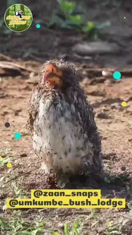 Você já tinha visto?