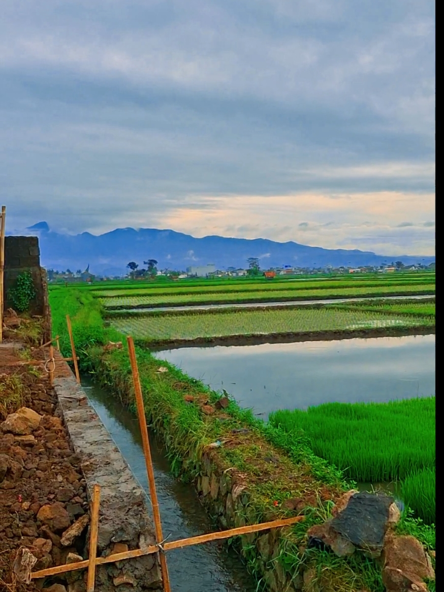 Jalan pagi dengan view segar dikelilingi sawah dan gunung.  keep your spirit healthy  #morningvibes #sawah #gunung #jalanbarutasikmalaya  #fyp 