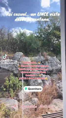 QUERÉTARO... 🐯🐾 ⛰️Persona reporta ver felino de tamaño considerable desde su ventana en zona de Zibatá Querétaro.🐈🐯 ¿LINCE O GATO MONTES?🫣 #AlMomentoNoticias #lince #gatomontes #Querétaro #Zibatá #queretaro #amorporlosanimales  #animalessalvajes #faunasalvaje #Enterate #habitadnatural #amorporlosanimales