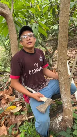 Tecnica del capado en plantas de aguacate #agriculture #videostar 