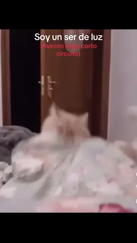 ⭐Un ser de luz ⭐ Aveces 🤣 #gatitos #chipichipichapachapadubidubidabadaba #chipichipichapachapa #gatos #adorable #humor #humortiktok #fypシ゚viral #fyp #fypシ #gatoenojado #enojona #enojon #cambiosdehumor #😂 #🤣 