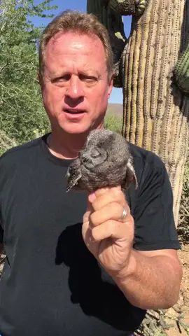 What a treat! My first time seeing this rare elf owl in person!😲 #Wildlife #NatureLovers #AnimalVideos #WildlifeConservation #WildlifePhotography #FYP