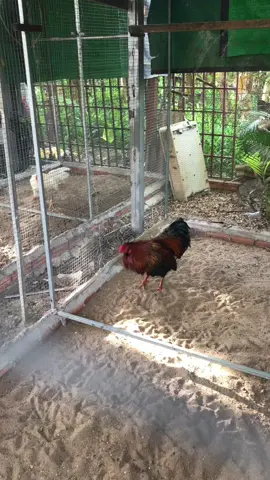 #បក្សីកីឡាផ្លែដែក #ស្មោះត្រង់ #ចិញ្ចឹមដោយក្ដីស្រលាញ់🐓💯✔ 