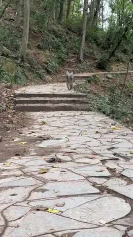 Lai Fu can run faster than humans. 😂 #monkey 