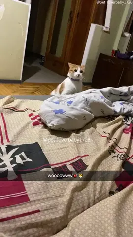 Cat zoomies 🤣🤣💨 #cat #cats #cutecat #catlover #catsoftiktok #fyp #fypシ #funny #foryou #foryoupage #funnycat #funnyvideos #funnytiktok #funnyanimals #kitty 