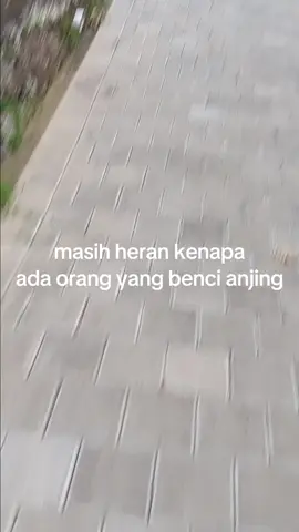 hewan selucu ini di benci?#katakata #tiktok #tiktok #kosong #fyp #anjinglucu 