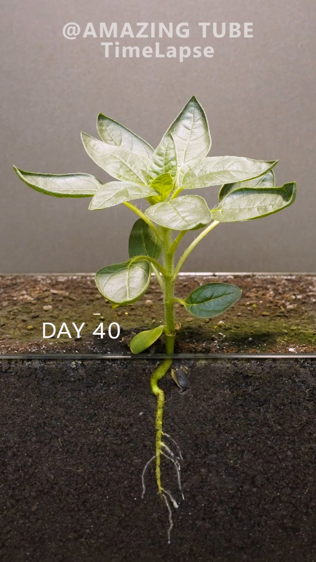 Growing Dwarf Sunflower TimeLapse #amazingtube #timelapse #sunflower #plants 