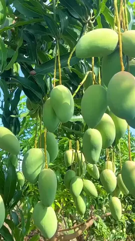 #mango #mangoorched #garden #fruit #viralvedio #tiktok #foryou #howtodo #nature #superfood #vegetable #farming #green #field #agriculture #agrofrom #cholistanagrofarm 