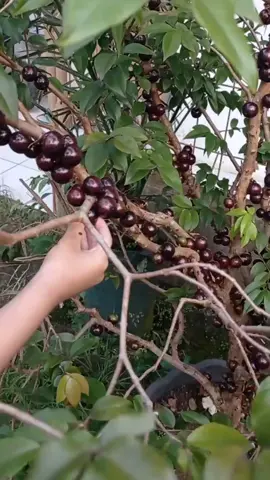 panen buah anggur brazil red hybrid preco #anggurpohon #anggurbrazil #jaboticaba #braziliangrape #tabulampot 