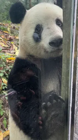 シャンシャンはガラスの前で立ち上がり、手のひらを広げてみんなとハイタッチしようとしました✨。にっこりと笑顔を浮かべながら、キラキラした瞳でみんなを見つめるシャンシャン🐼💕。ぷにぷにの手のひらがガラスにぴたっとくっついたまま、しばらくもそのままで、シャンシャンのかわいいお手手がはっきり見えました✨。そして、なんと何人ものファンがシャンシャンとハイタッチに成功！👏🎉その後、シャンシャンはみんなの前を行ったり来たりしながら、もっとたくさんのファンに自分を見せてくれました。シャンシャン、本当にファン想いで優しいなぁ～😍💕。 ＃シャンシャン ＃ジャイアントパン#panda #xiangxiang
