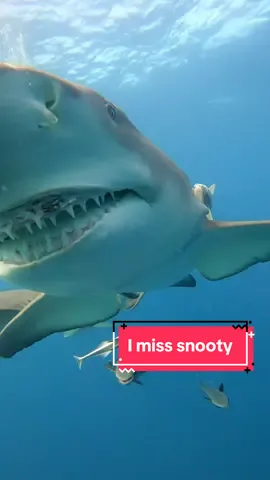 Missing snooty like crazy this week 🥲