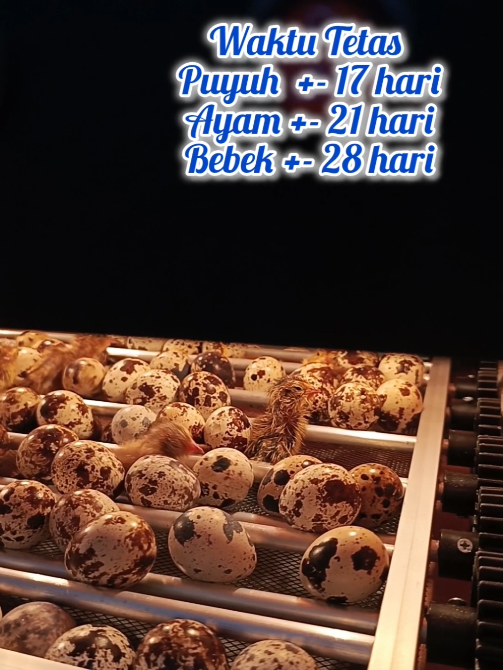 mesin tetas telur subatech #cuantanpabatas #wibgajian #mesintetas #mesintetatasfullotomatis #mesintetastelur #mesintetastelursubatech #subatech #racuntiktok #racuntiktokshop #viraltiktok #viral_video #viralvideo #viralvideotiktok 